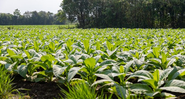 Tobacco plantation Nicotiana tabacum panoramic photo in selective focus