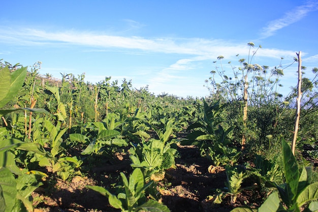 tobacco plants in paddy fields