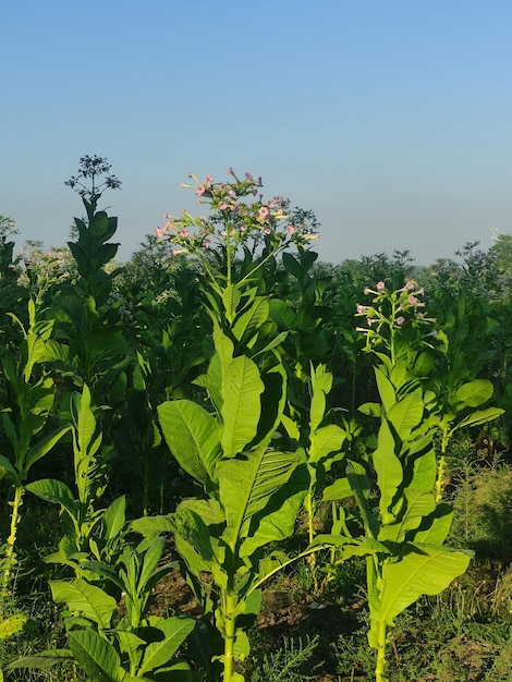 Tobacco plants whose leaves are still green with flowers