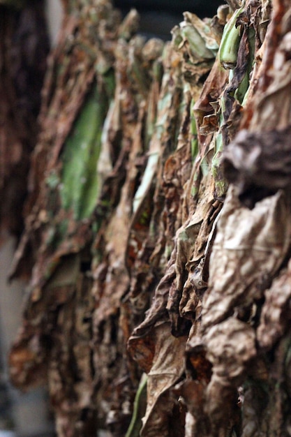 Photo tobaco leaf drying processing