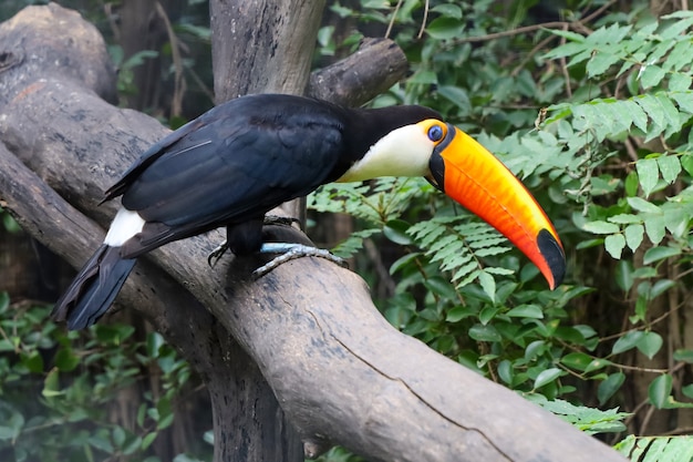 The toco toucan bird on the wood tree in forest