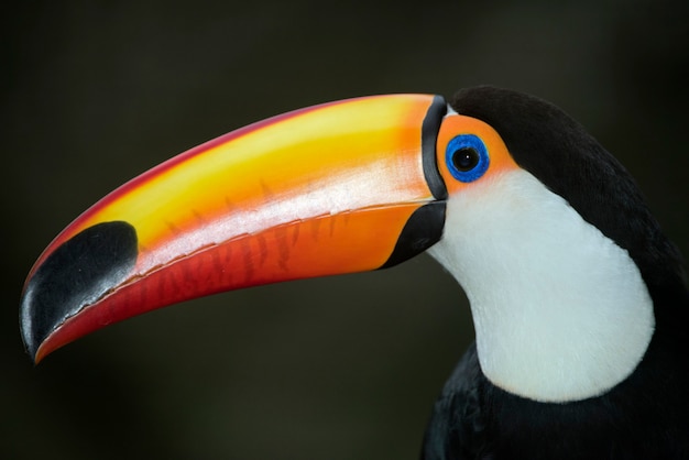 Primo piano del tucano toco