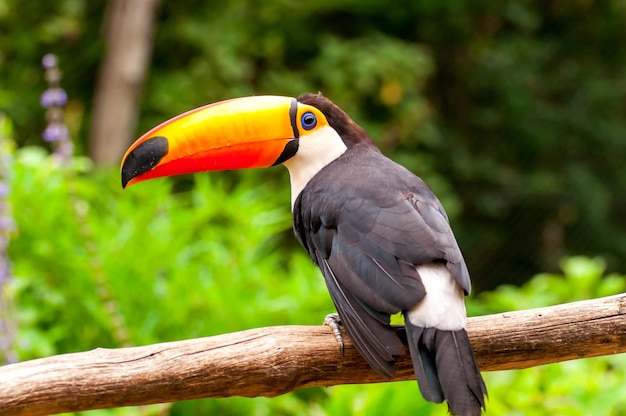 Токо тукан (Ramphastos toco), красивый обыкновенный тукан в Бразилии.