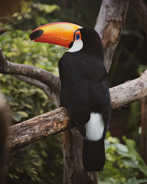 Toco 큰부리새 Ramphastos toco