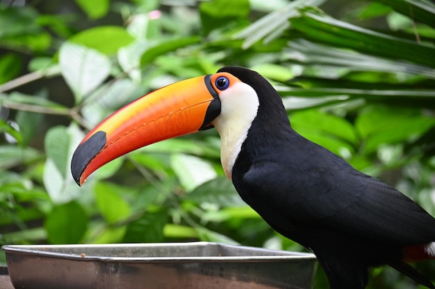 Foto toco toucan