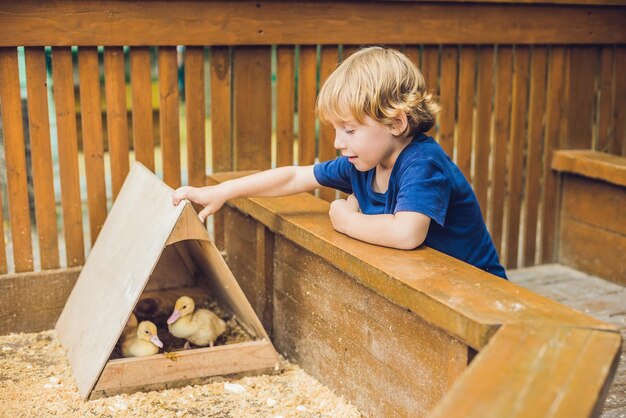 幼児の男の子は、持続可能性の愛のふれあい動物園の概念でアヒルの子を愛撫し、遊んでいます