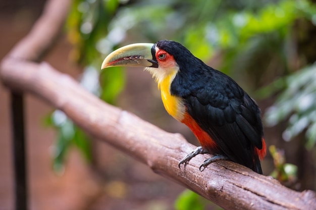 Toekan, nationaal park iguazu, brazilië