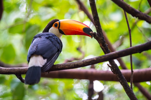 Toekan, Nationaal park Iguazu, Brazilië