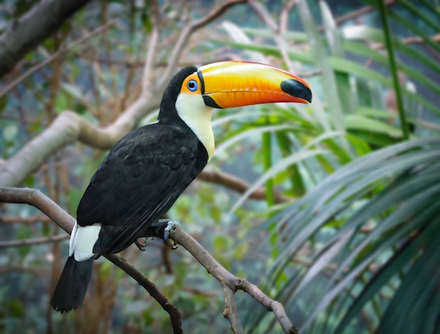 Toekan zit op een boomtak met jungle