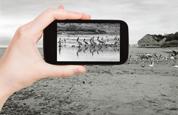 Toerist die foto neemt van pelikanen op het strand van Malibu