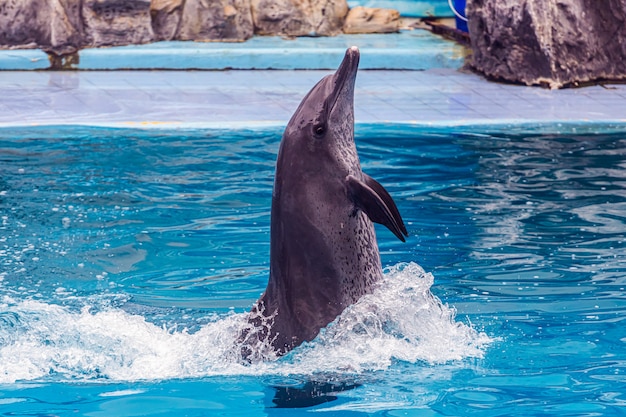 Toeristen gebruiken de vakantie om te ontspannen door dolfijnen en zeeleeuwvoorstellingen te bekijken in Safari World Park, Bangkok, Thailand