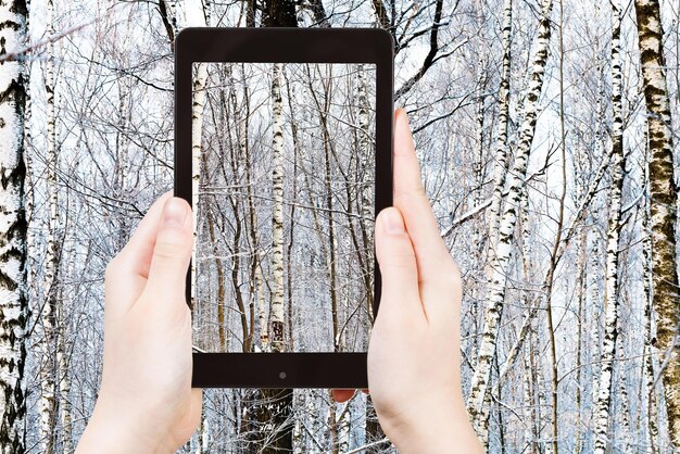 Toeristenfoto's van berken in de winterbos