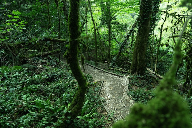 Toeristisch pad in groen bos, subtropisch hout. Taxus-buxusbos, Sochi National Park, Krasnodar Territory, Rusland