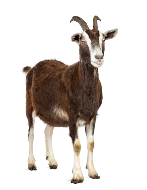 Photo toggenburg goat looking away against white surface