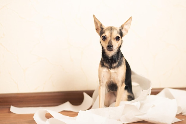 Toiletproblemen bij honden, terriërpuppy die in een stapel papierrollen zit