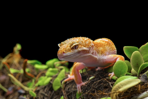 Tokay Gecko on  black background