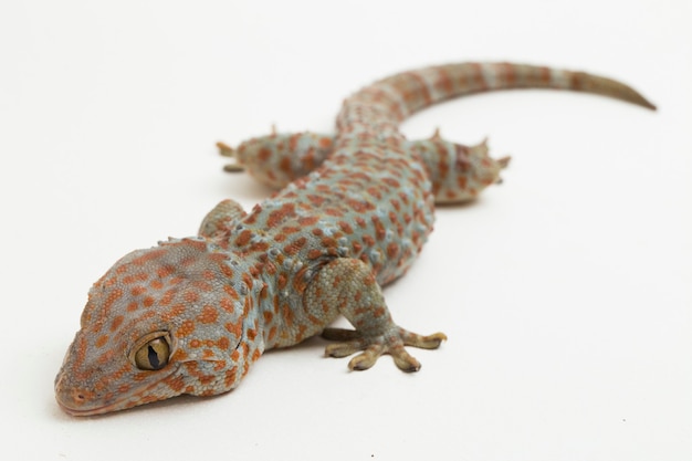 Токайский геккон Gekko gecko, изолированные на белом фоне