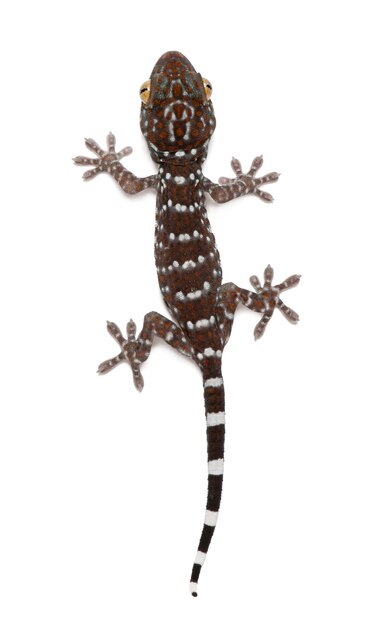 Токайский геккон Gekko gecko изолированные