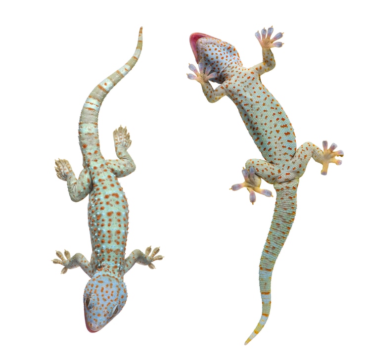 Фотография tokay gecko - гекко гекко на белом изолированные
