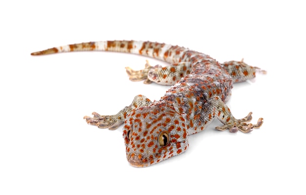 Tokay gecko, gekko gekko, tegen witte achtergrond