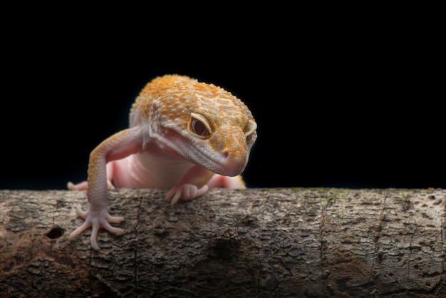 Tokay Gecko op zwarte achtergrond