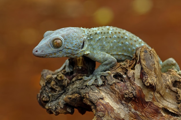 Tokay gecko on wood with nature background