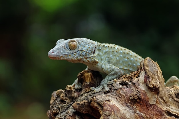 Tokay gekko albino rondkijken dierlijke close-up