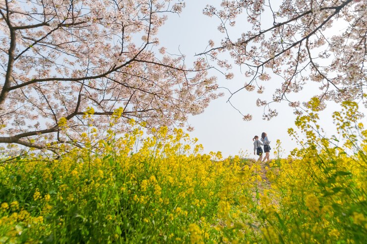 Photo 日本東京 - 2018年3月30日 - 遊客乘船在kumagaya欣賞桜の景色