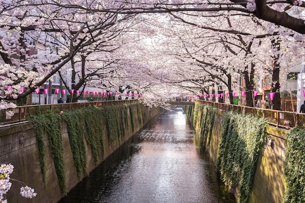 tokyo, japan at meguro canal in the spring season.