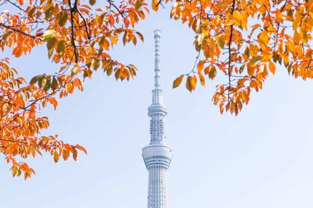 写真 東京 2016年11月14日 東京スカイツリー