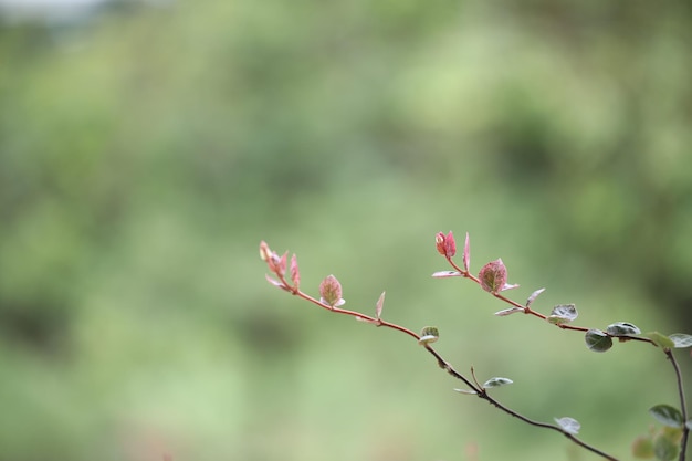 Tokyo Snow Trachelospermum asiaticum plant takje close-up