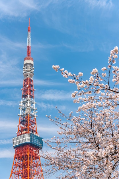 사진 도쿄 타워와 사쿠라 체리 꽃이 일본 도쿄의 봄에 꽃을 피운다.
