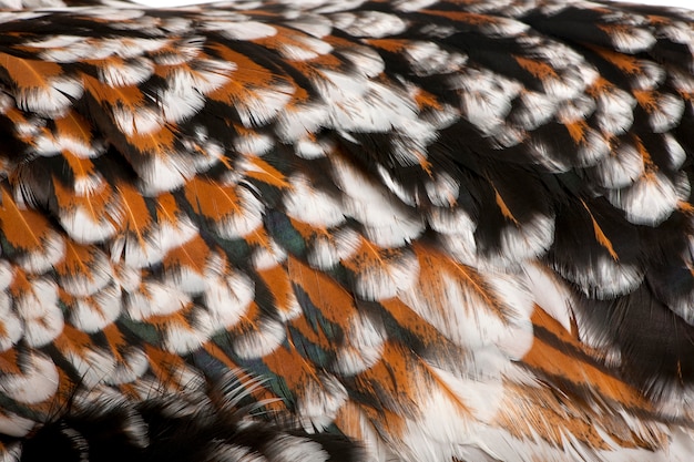 Photo tollbunt tricolor polish chicken, standing