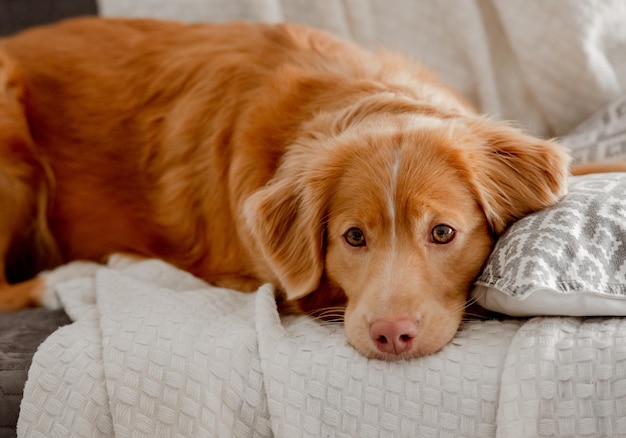 Toller a nova scotia duck tolling retriever lies on the couch