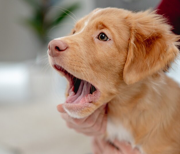 Toller puppy geeuwen na plezier met vrouw thuis