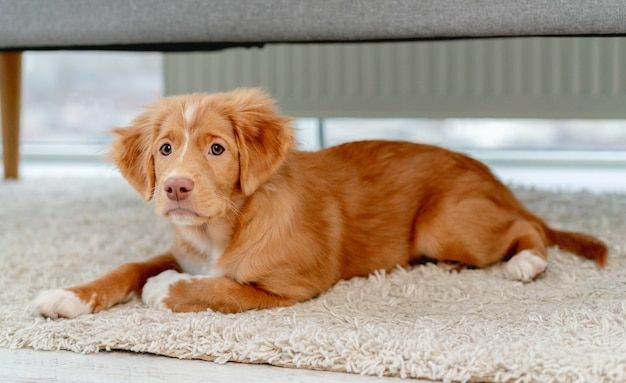 Toller puppy plezier met hondenspeelgoed op tapijt thuis