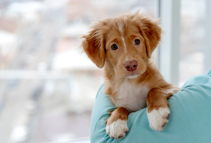 Foto toller puppy plezier zittend op de schouder van de eigenaar thuis