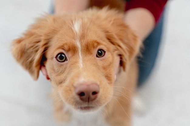 Toller puppy yawning after having fun with woman at home