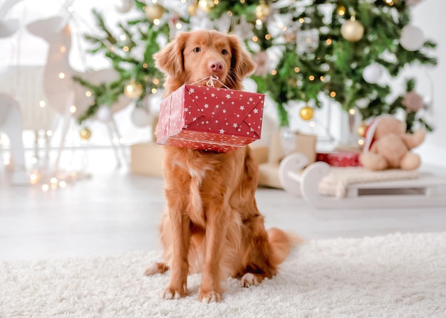 Toller retriever in Christmas time