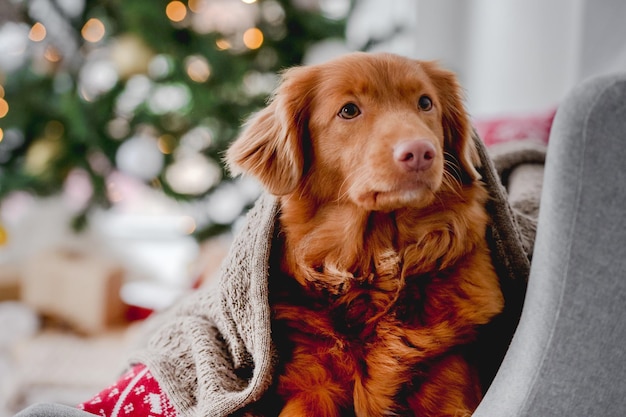 Toller retriever in Christmas time