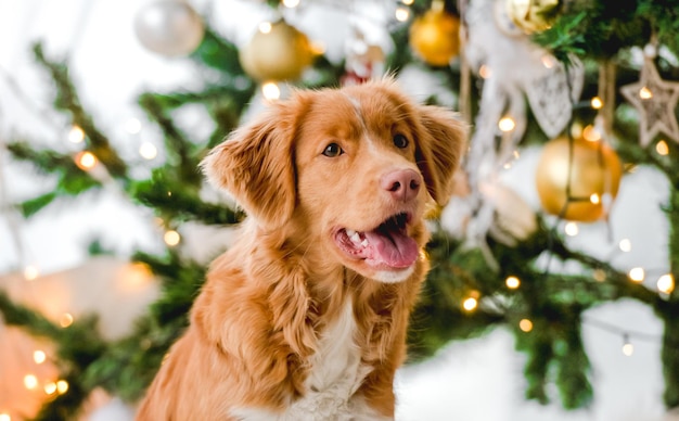 Toller retriever in Christmas time