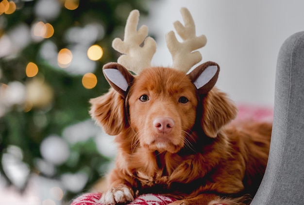 Toller retriever in Christmas time