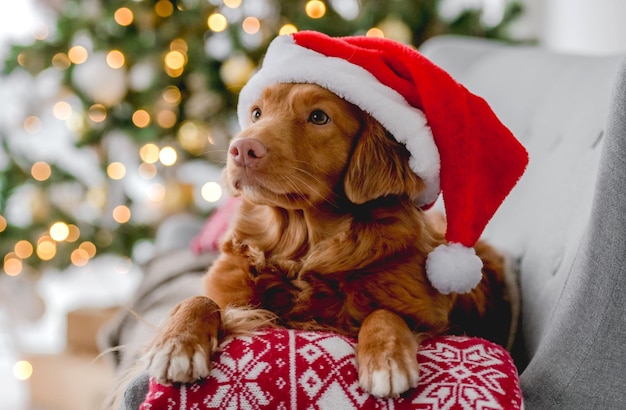 Toller retriever in Christmas time