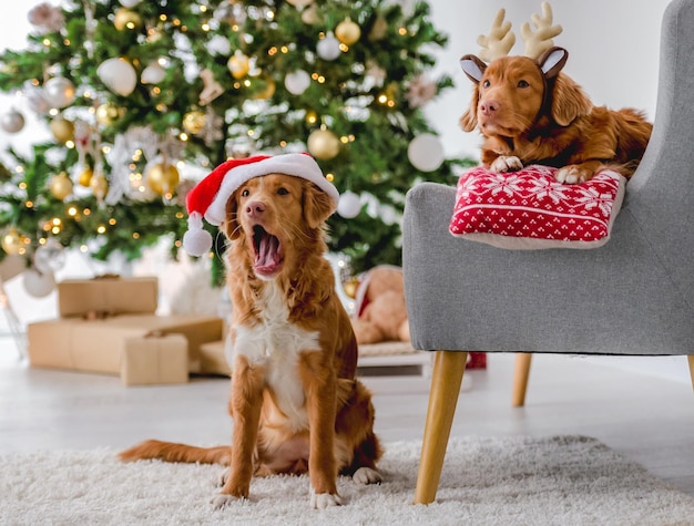 クリスマスの時期にTollerレトリバー犬