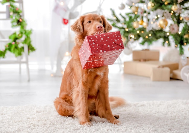 Toller retriever in de kersttijd