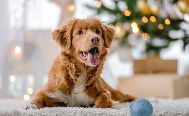 Toller retriever in de kersttijd