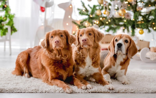 クリスマスの時期にトーラーレトリバーとビーグル犬