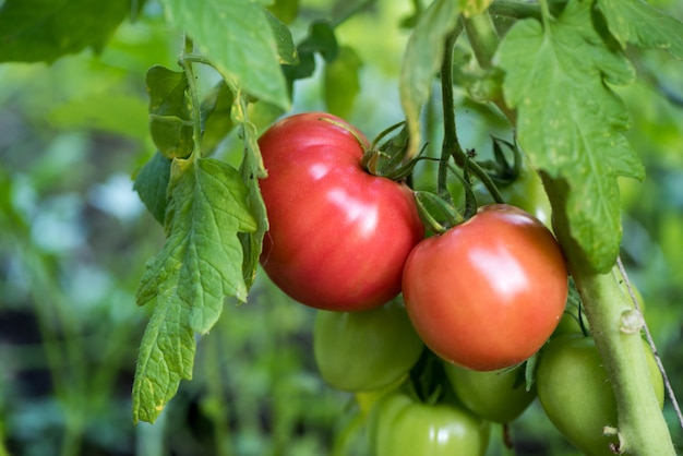 Tomaat groeien in biologische boerderij in een kas.