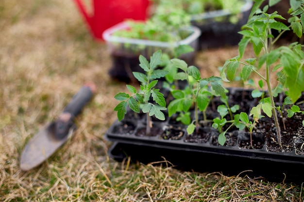 Tomaten, basilicumzaailingen op de potbank, met tuingereedschap, werken op de boerderij, werken in de tuin in het voorjaar, tuinieren, eco.