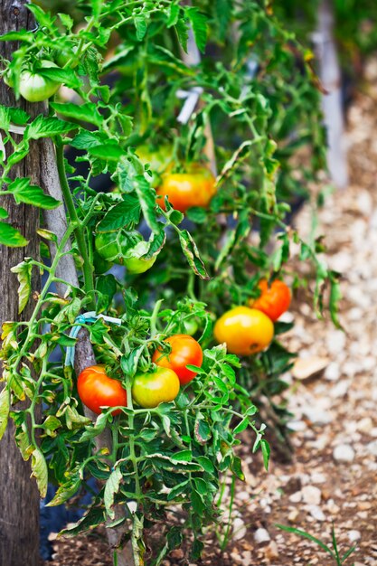 Tomaten die in de moestuin groeien